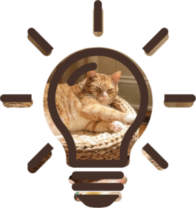 Senior Pet Care dental check for a cat at Jupiter Veterinary Hospital and Urgent Care in Jupiter, FL