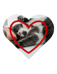 Preventive vet services in Jupiter, FL at Jupiter Veterinary Hospital and Urgent Care