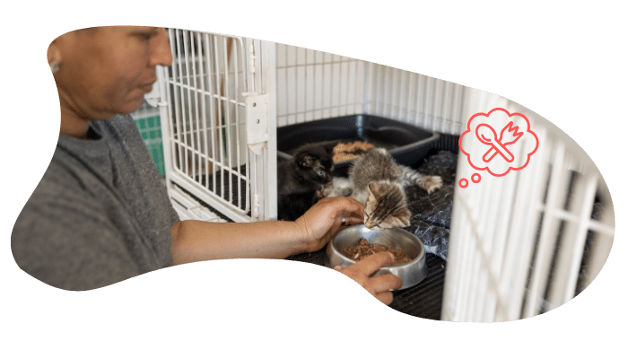 Shelter pet wellness visit at Jupiter Veterinary Hospital & Urgent Care in Jupiter, FL