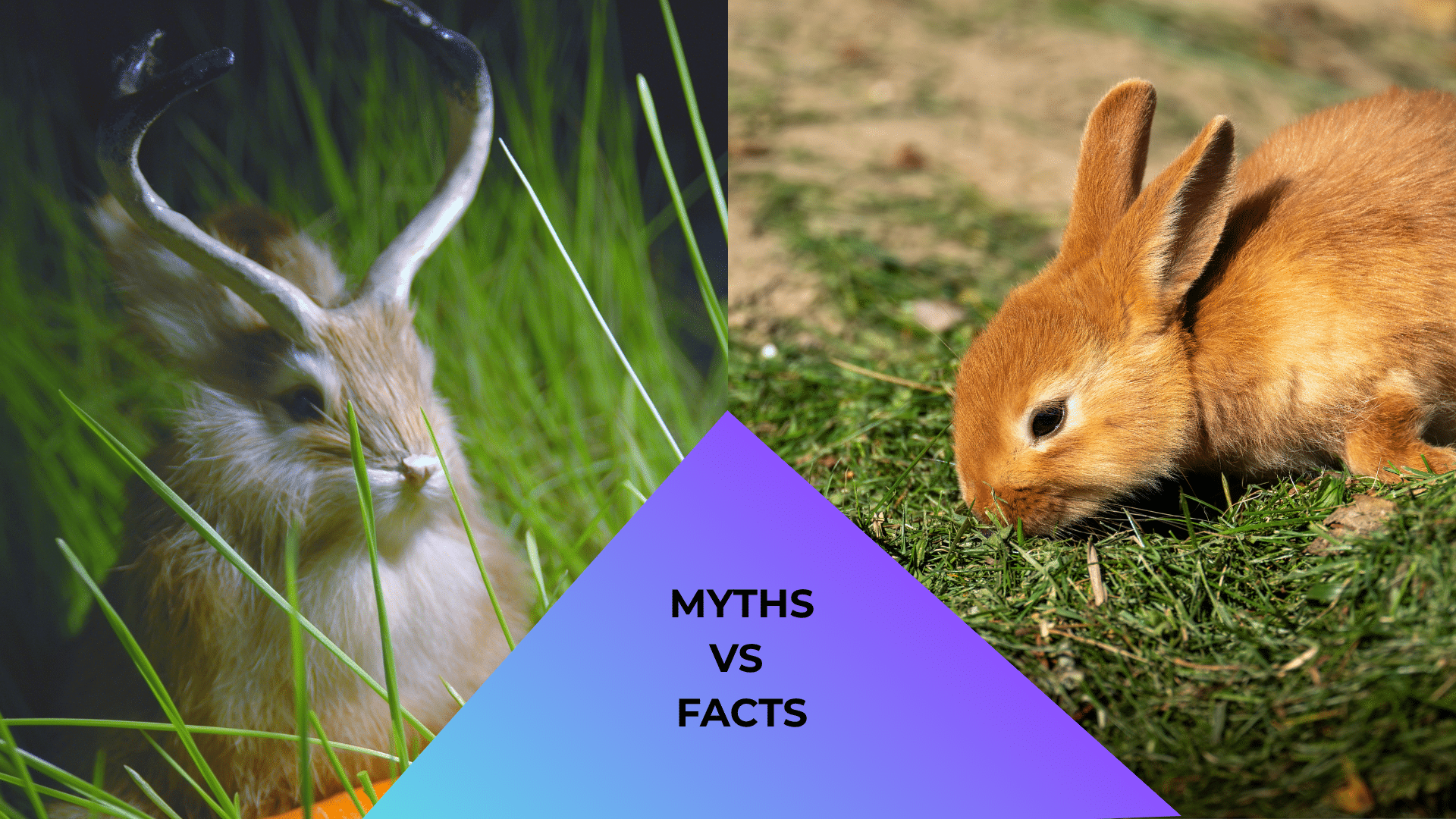 Jackalope beside a real rabbit illustrating common pet myths for rabbit animal care in Jupiter, FL.