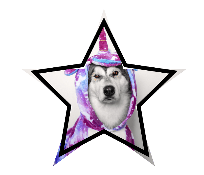 Animal care themed dog in a unicorn costume representing pet myths heard at Jupiter Veterinary Hospital & Urgent Care in Jupiter, FL