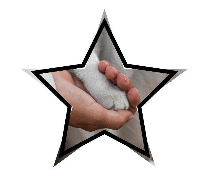 Veterinary care at Jupiter Veterinary Hospital & Urgent Care in Jupiter, FL with a person gently holding a cat's paw