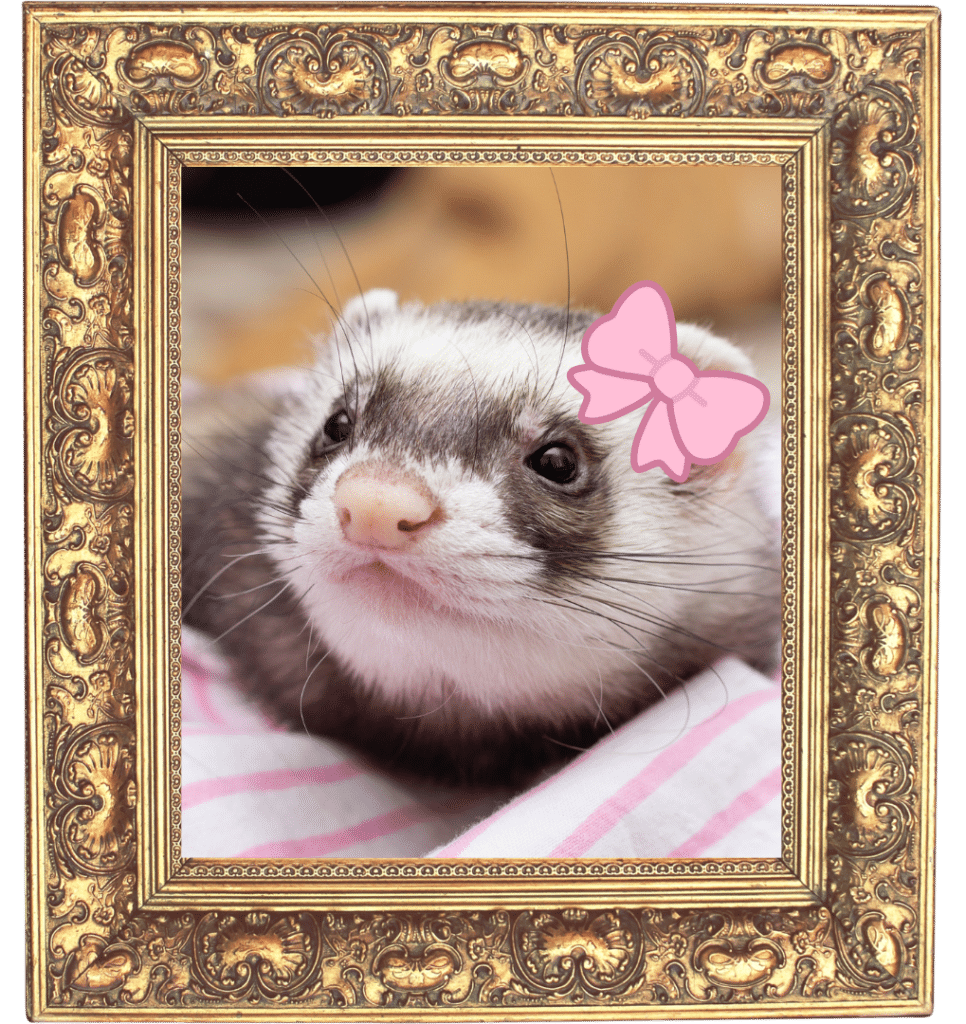 A ferret with a pink bow in a gold photo frame at Jupiter Veterinary Hospital & Urgent Care
