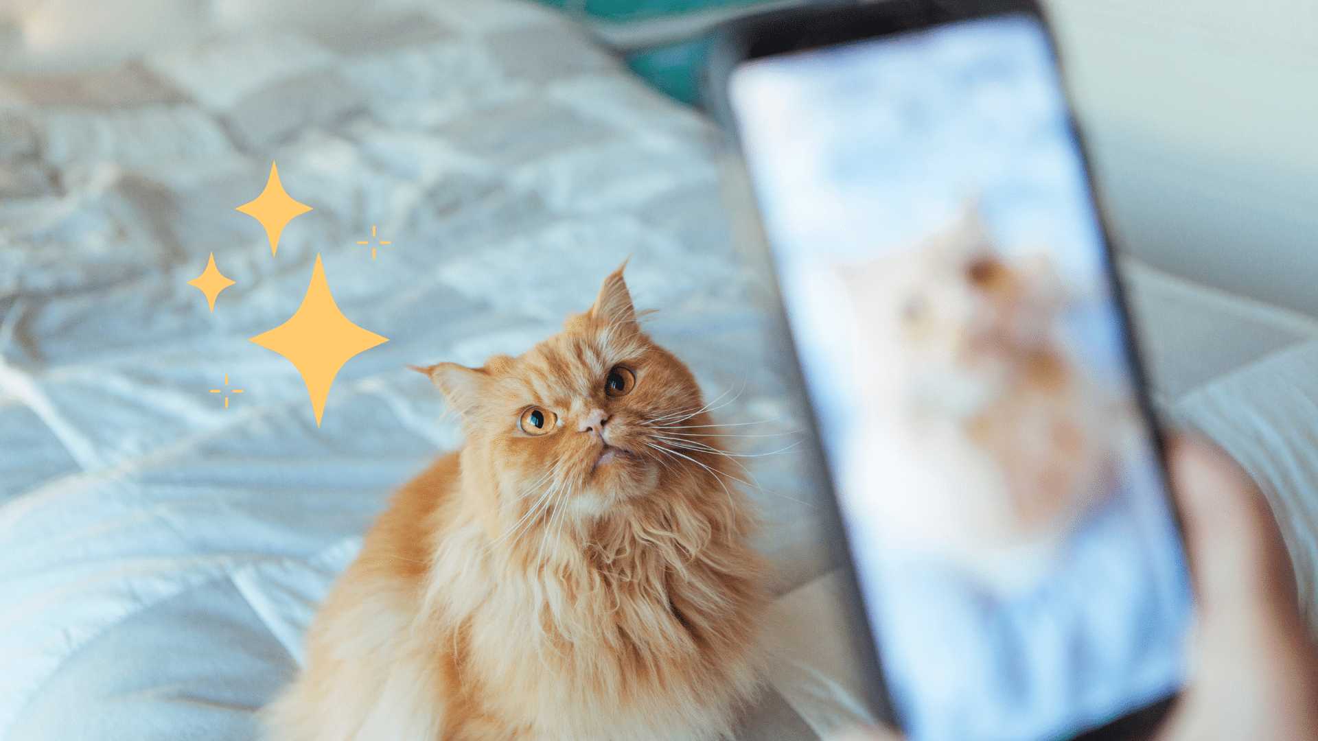 Taking pet photo on a phone of an orange cat in Jupiter, FL