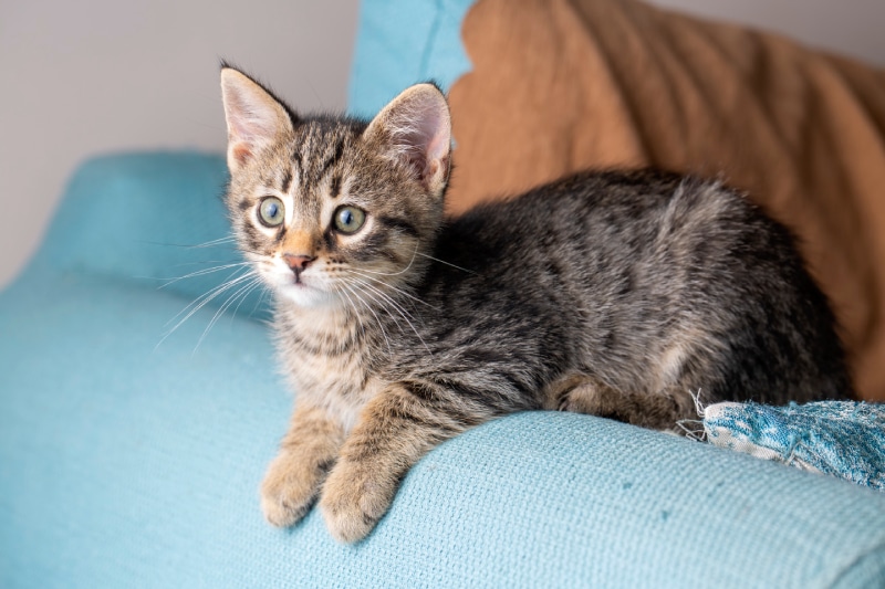 striped kitten relaxing on a blue upholstered chai