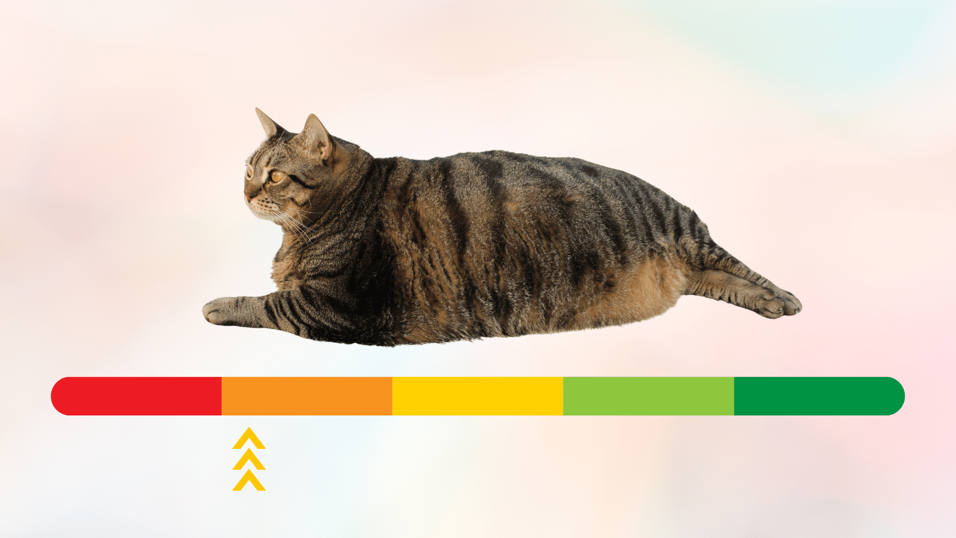 Obese cat above a weight scale from red to green from Jupiter Veterinary Hospital & Urgent Care