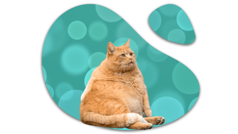Overweight orange cat in Jupiter, FL