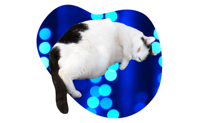 Overweight black and white cat that needs weight management advice from Jupiter Veterinary Hospital & Urgent Care